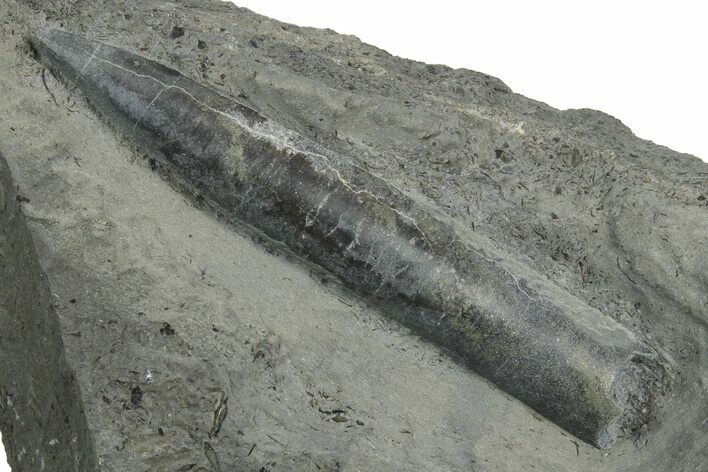 Fossil Belemnite (Youngibelus) Rostrum - Germany #354196